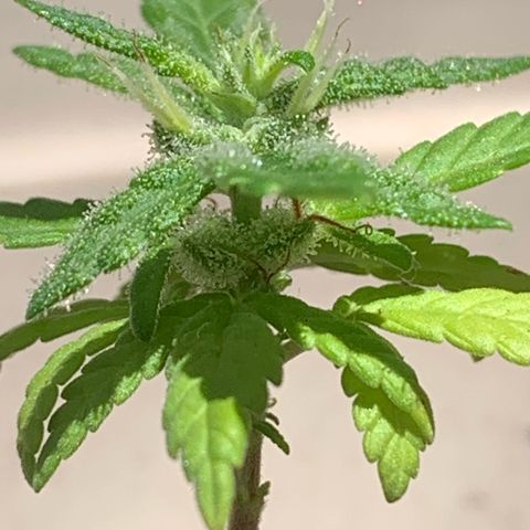 Og Kush Bonsai (anã) 🇵🇰🇺🇸 growlog timeline photo