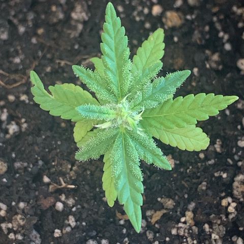 Og Kush Bonsai (anã) 🇵🇰🇺🇸 growlog timeline photo