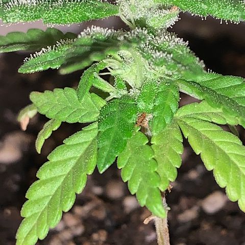 Og Kush Bonsai (anã) 🇵🇰🇺🇸 growlog photo: Alta produção de tricomas no flash