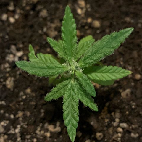 Og Kush Bonsai (anã) 🇵🇰🇺🇸 growlog photo: Alta produção de tricomas no flash