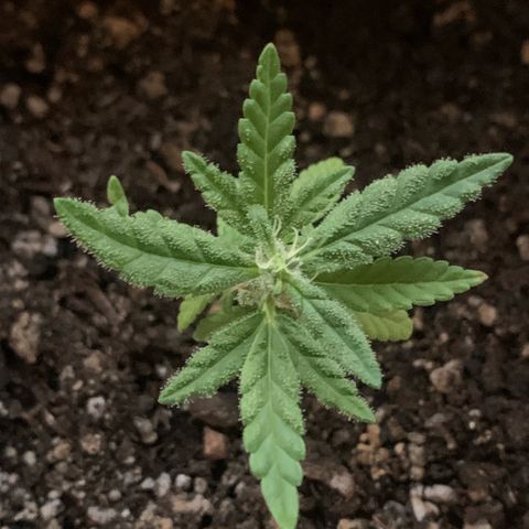 Og Kush Bonsai (anã) 🇵🇰🇺🇸 growlog timeline photo