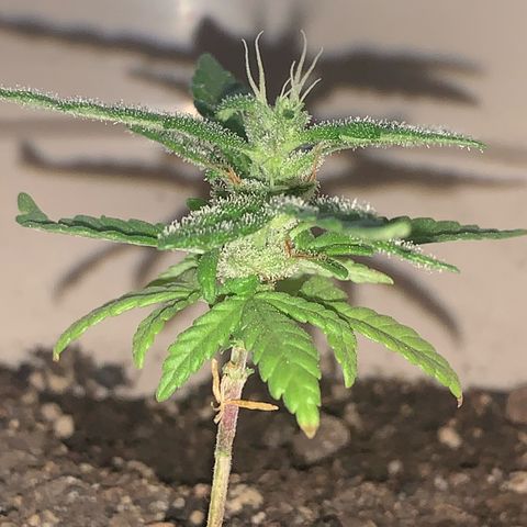 Og Kush Bonsai (anã) 🇵🇰🇺🇸 growlog timeline photo