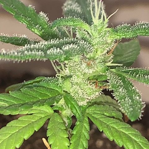 Og Kush Bonsai (anã) 🇵🇰🇺🇸 growlog timeline photo