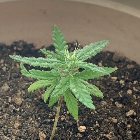 Og Kush Bonsai (anã) 🇵🇰🇺🇸 growlog timeline photo