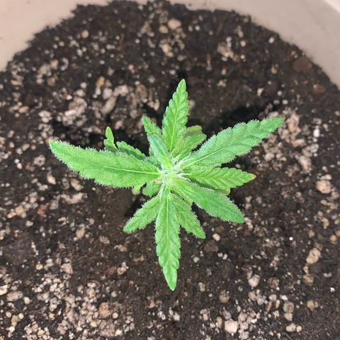 Og Kush Bonsai (anã) 🇵🇰🇺🇸 growlog photo: Oitavo e novo par alongando