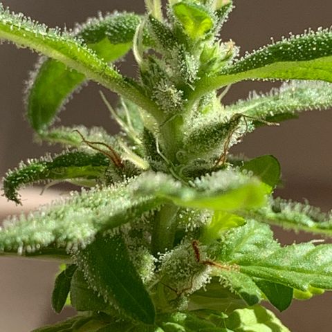 Og Kush Bonsai (anã) 🇵🇰🇺🇸 growlog timeline photo