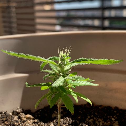 Og Kush Bonsai (anã) 🇵🇰🇺🇸 growlog timeline photo