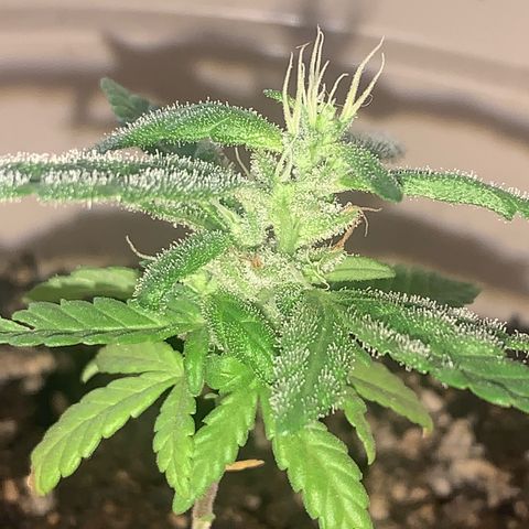Og Kush Bonsai (anã) 🇵🇰🇺🇸 growlog timeline photo