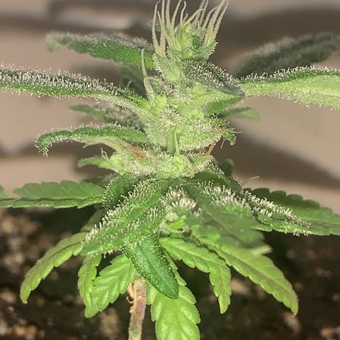 Og Kush Bonsai (anã) 🇵🇰🇺🇸 growlog timeline photo