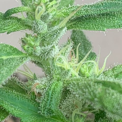 Og Kush Bonsai (anã) 🇵🇰🇺🇸 growlog photo: 4ª semana floração