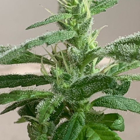 Og Kush Bonsai (anã) 🇵🇰🇺🇸 growlog photo: 4ª semana floração