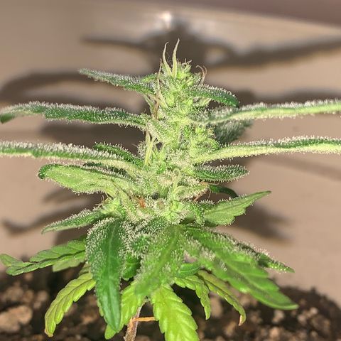 Og Kush Bonsai (anã) 🇵🇰🇺🇸 growlog timeline photo