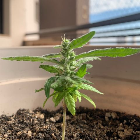 Og Kush Bonsai (anã) 🇵🇰🇺🇸 growlog timeline photo