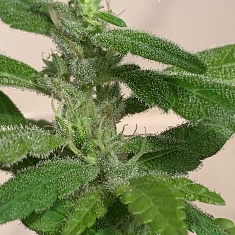 Og Kush Bonsai (anã) 🇵🇰🇺🇸 growlog timeline photo
