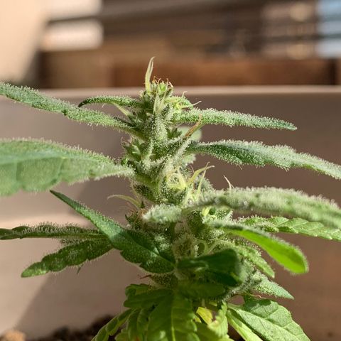 Og Kush Bonsai (anã) 🇵🇰🇺🇸 growlog timeline photo