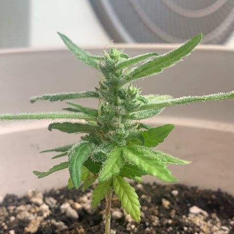 Og Kush Bonsai (anã) 🇵🇰🇺🇸 growlog photo: Semana 5 + tricomas na lupa