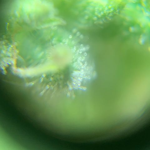 Og Kush Bonsai (anã) 🇵🇰🇺🇸 growlog photo: Semana 5 + tricomas na lupa