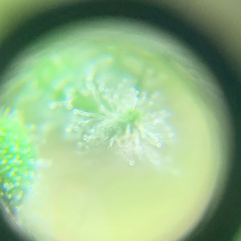 Og Kush Bonsai (anã) 🇵🇰🇺🇸 growlog photo: Semana 5 + tricomas na lupa