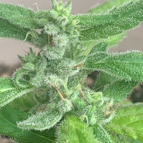 Og Kush Bonsai (anã) 🇵🇰🇺🇸 growlog photo: Semana 5 + tricomas na lupa
