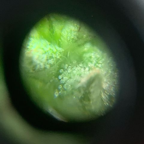 Og Kush Bonsai (anã) 🇵🇰🇺🇸 growlog photo: Semana 5 + tricomas na lupa