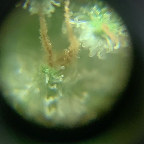 Og Kush Bonsai (anã) 🇵🇰🇺🇸 growlog photo: Semana 5 + tricomas na lupa