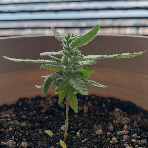 Og Kush Bonsai (anã) 🇵🇰🇺🇸 growlog timeline photo