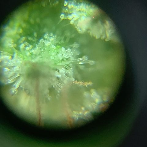 Og Kush Bonsai (anã) 🇵🇰🇺🇸 growlog photo: Semana 5 + tricomas na lupa