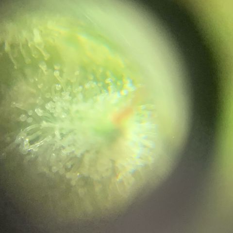 Og Kush Bonsai (anã) 🇵🇰🇺🇸 growlog photo: Semana 5 + tricomas na lupa