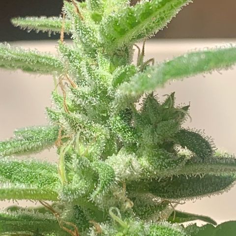Og Kush Bonsai (anã) 🇵🇰🇺🇸 growlog timeline photo