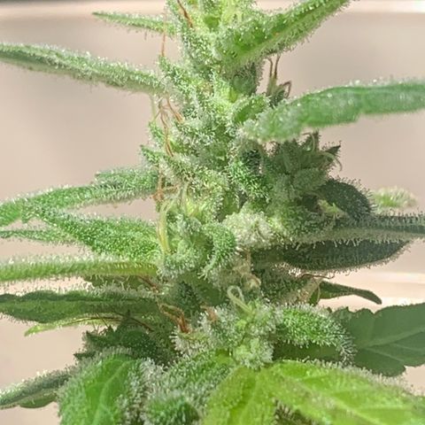 Og Kush Bonsai (anã) 🇵🇰🇺🇸 growlog timeline photo