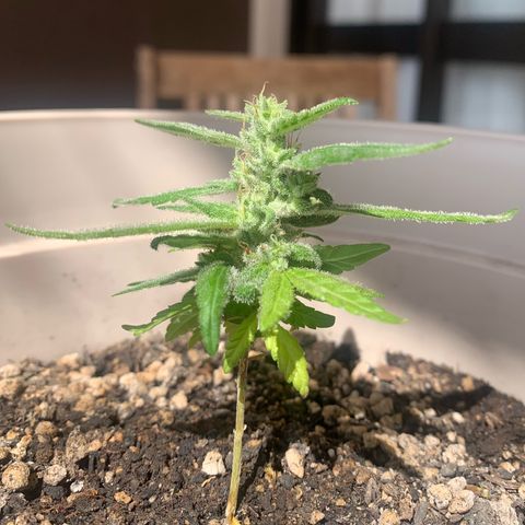 Og Kush Bonsai (anã) 🇵🇰🇺🇸 growlog timeline photo