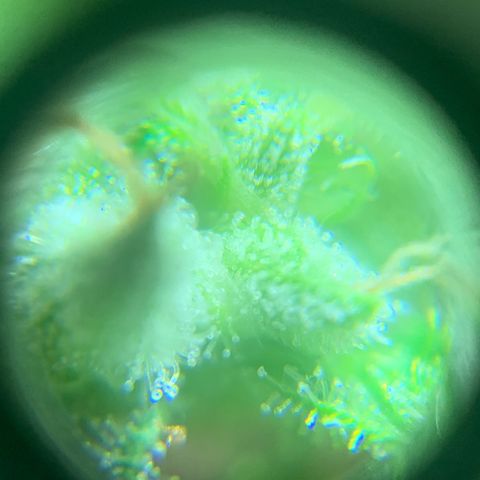 Og Kush Bonsai (anã) 🇵🇰🇺🇸 growlog timeline photo