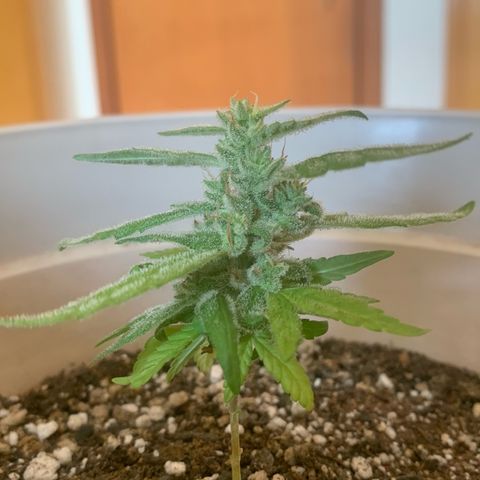 Og Kush Bonsai (anã) 🇵🇰🇺🇸 growlog timeline photo