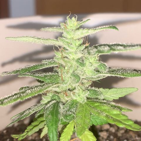 Og Kush Bonsai (anã) 🇵🇰🇺🇸 growlog timeline photo