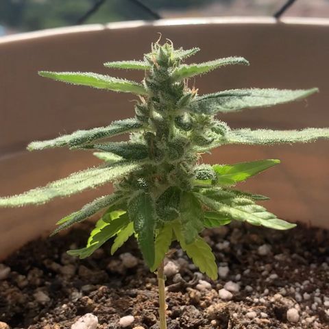 Og Kush Bonsai (anã) 🇵🇰🇺🇸 growlog timeline photo