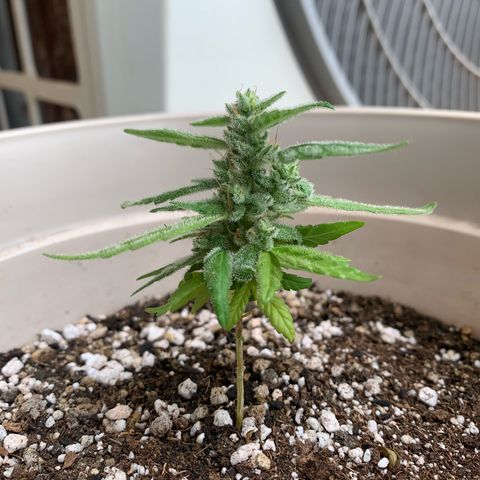 Og Kush Bonsai (anã) 🇵🇰🇺🇸 growlog timeline photo