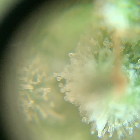 Og Kush Bonsai (anã) 🇵🇰🇺🇸 growlog timeline photo