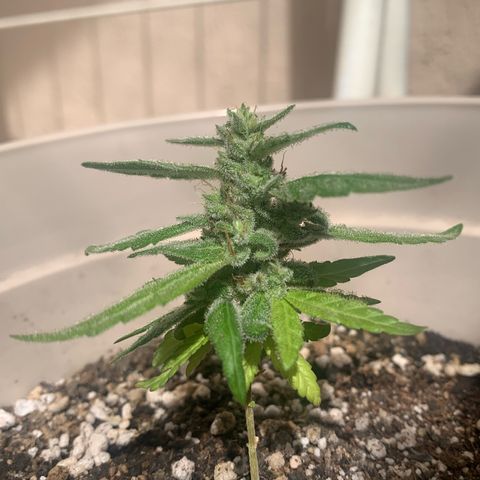 Og Kush Bonsai (anã) 🇵🇰🇺🇸 growlog timeline photo