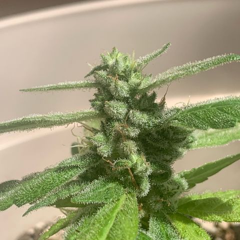 Og Kush Bonsai (anã) 🇵🇰🇺🇸 growlog timeline photo