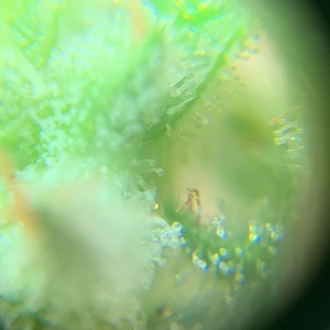 Og Kush Bonsai (anã) 🇵🇰🇺🇸 growlog timeline photo