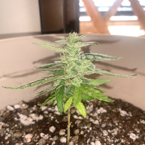 Og Kush Bonsai (anã) 🇵🇰🇺🇸 growlog timeline photo