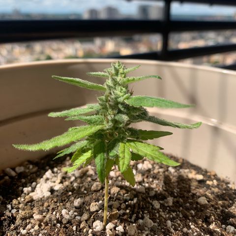 Og Kush Bonsai (anã) 🇵🇰🇺🇸 growlog timeline photo
