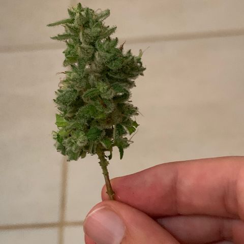 Og Kush Bonsai (anã) 🇵🇰🇺🇸 growlog timeline photo