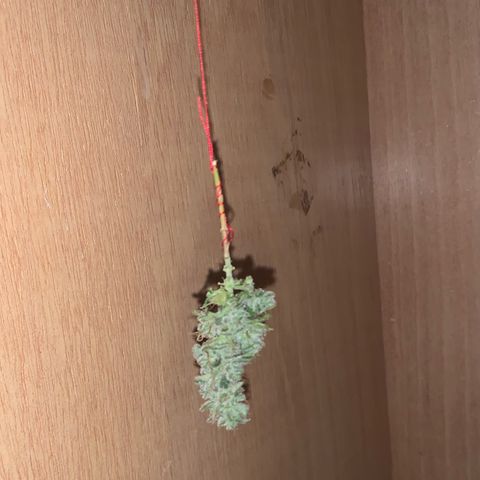 Og Kush Bonsai (anã) 🇵🇰🇺🇸 growlog timeline photo
