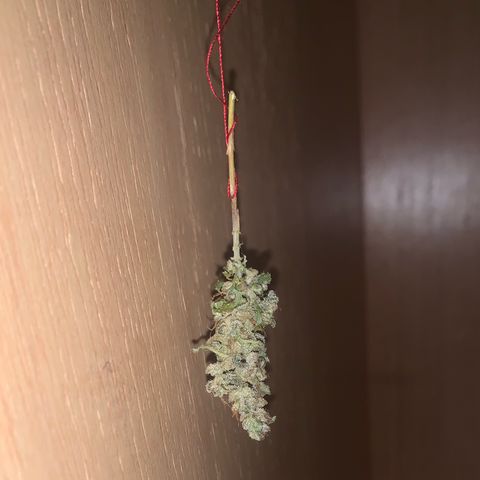 Og Kush Bonsai (anã) 🇵🇰🇺🇸 growlog timeline photo