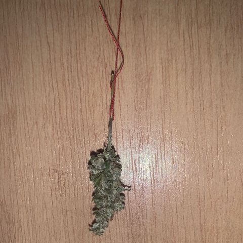 Og Kush Bonsai (anã) 🇵🇰🇺🇸 growlog timeline photo