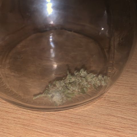 Og Kush Bonsai (anã) 🇵🇰🇺🇸 growlog timeline photo