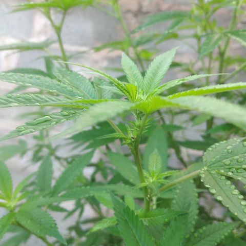 LARRY OG growlog photo: Main Heads are Fulling With Pistils 
