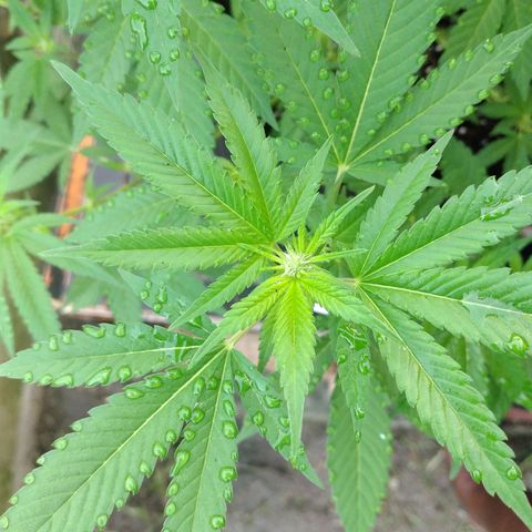 LARRY OG growlog photo: Main Heads are Fulling With Pistils 