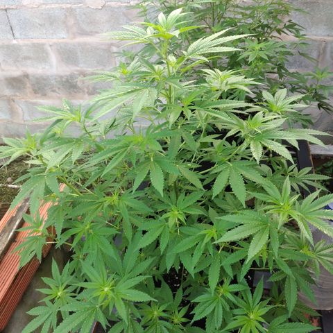 LARRY OG growlog photo: Main Heads are Fulling With Pistils 